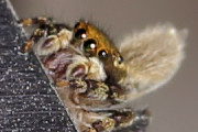 Jumping Spider (Hypoblemum albovittatum) (Hypoblemum albovittatum)